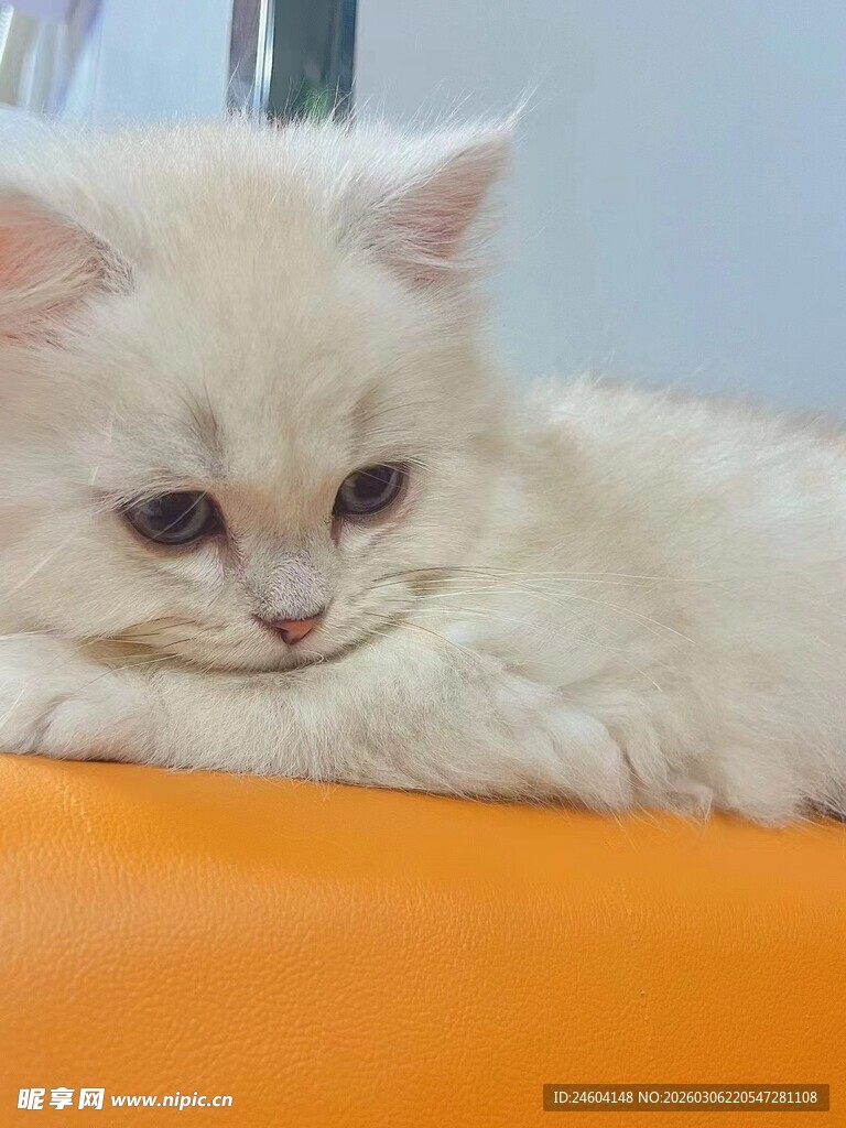慵懒白猫趴于橙色表面