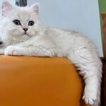 慵懒白猫咪趴坐橘色物体上