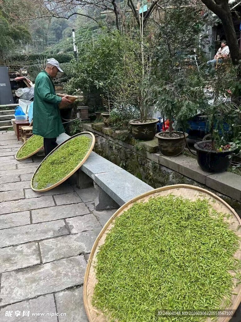 传统手工晾晒茶叶场景