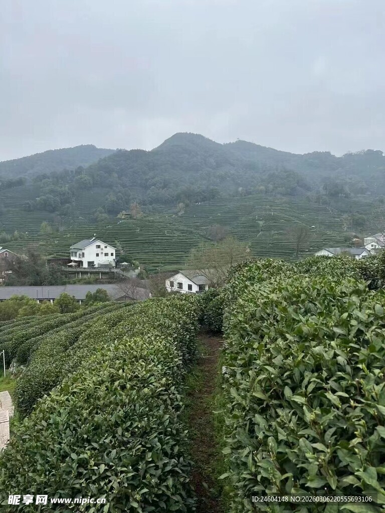 山间茶园美景
