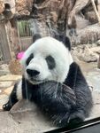 憨态可掬的大熊猫