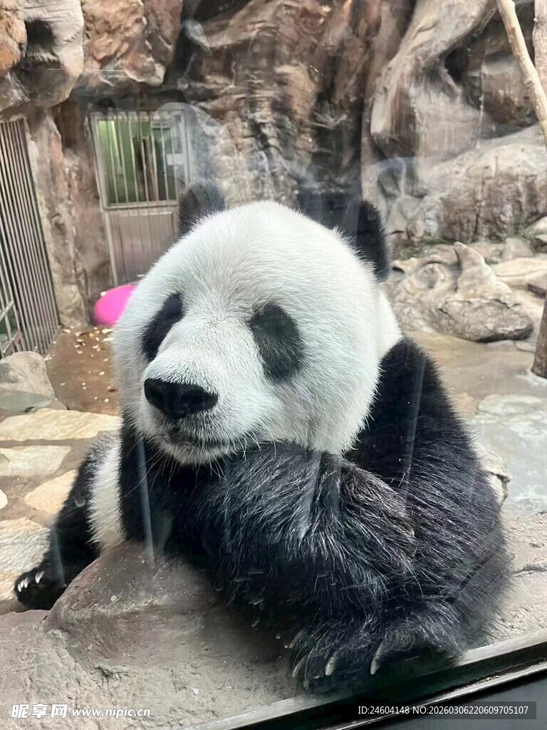 憨态可掬的大熊猫