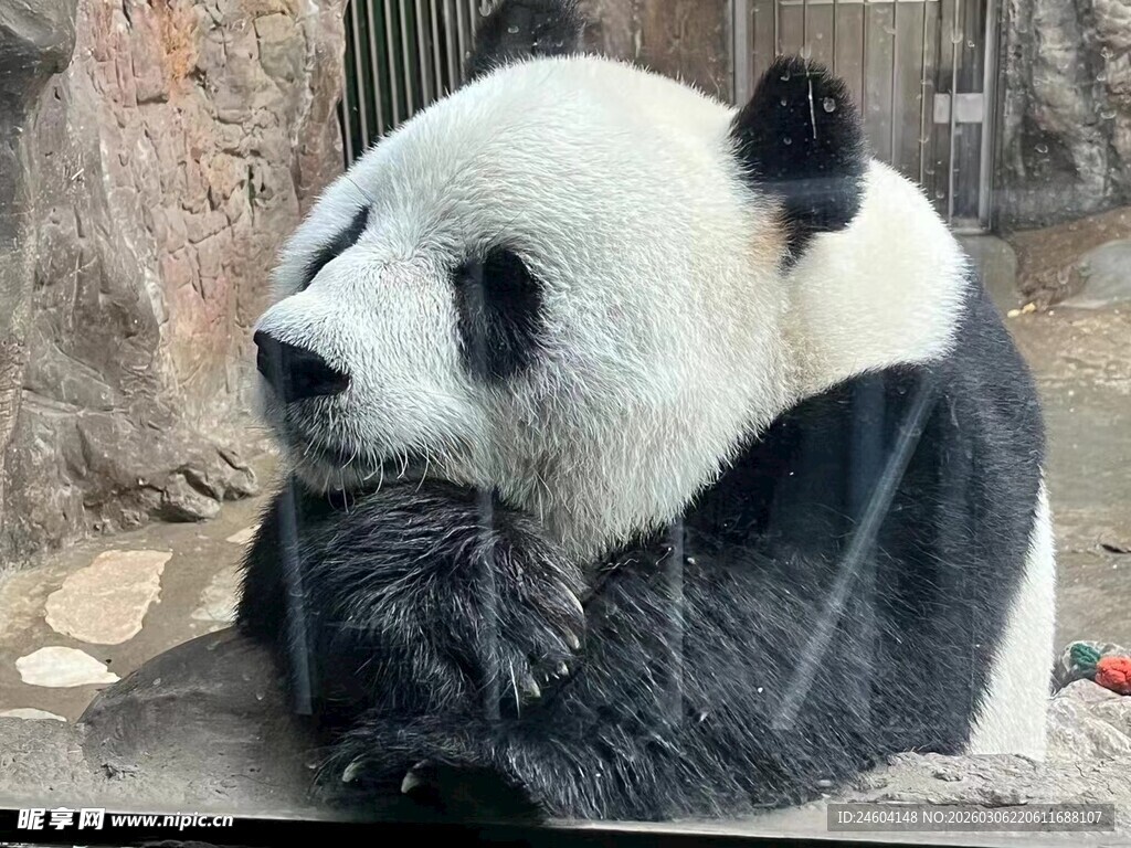 悠闲大熊猫坐享惬意时光