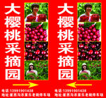 大樱桃采摘园宣传海报