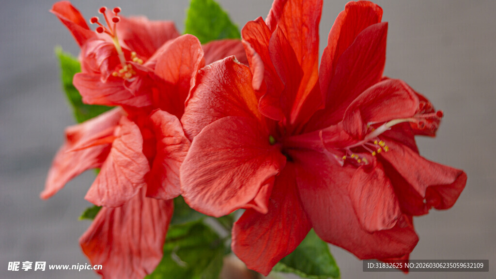 艳丽朱槿花绽放