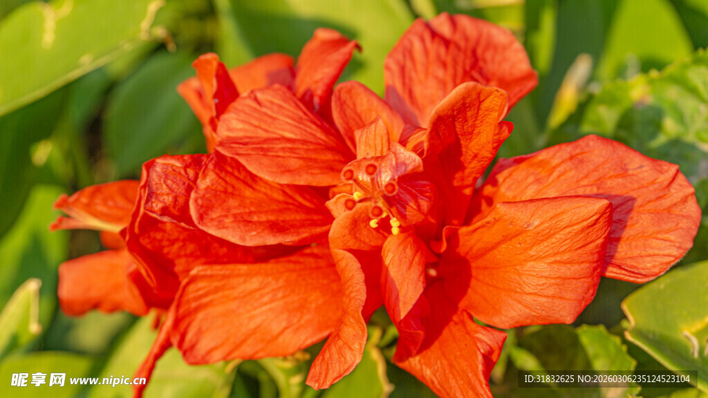 重瓣朱槿 重瓣扶桑