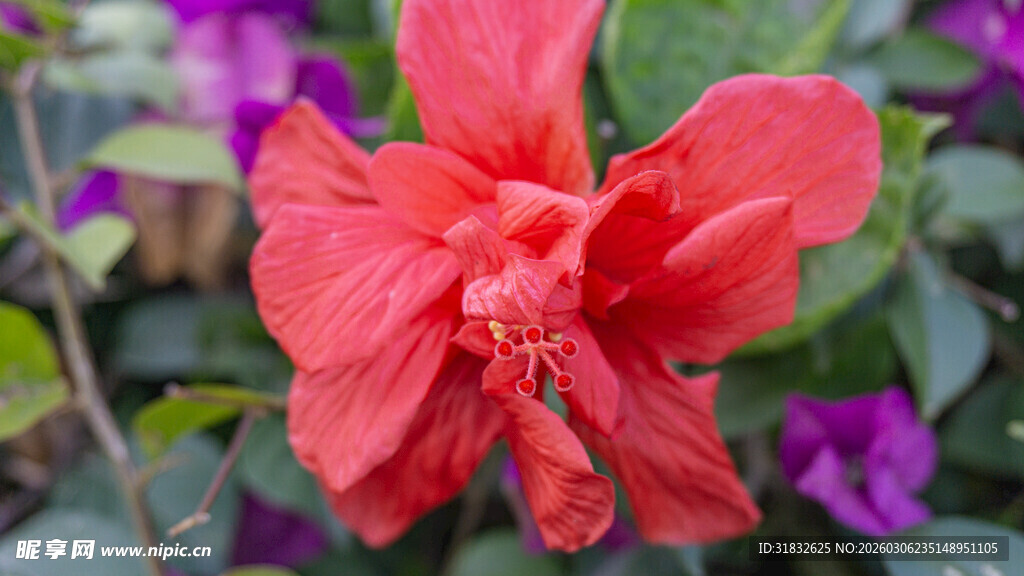 艳丽朱槿花绽放