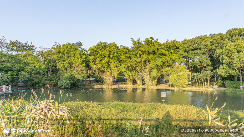 湖畔葱郁树林自然风光