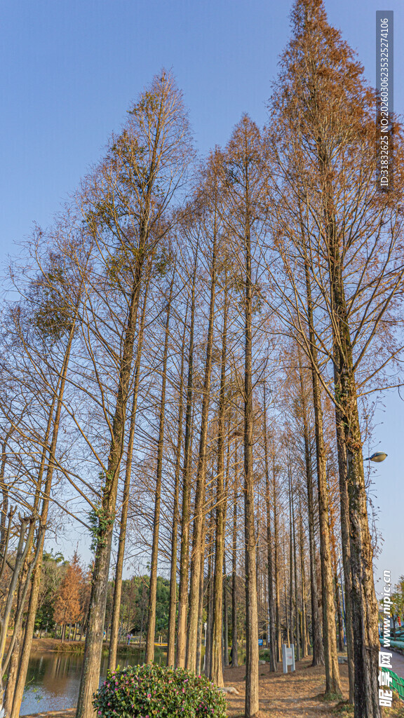 秋日湖畔挺拔水杉林