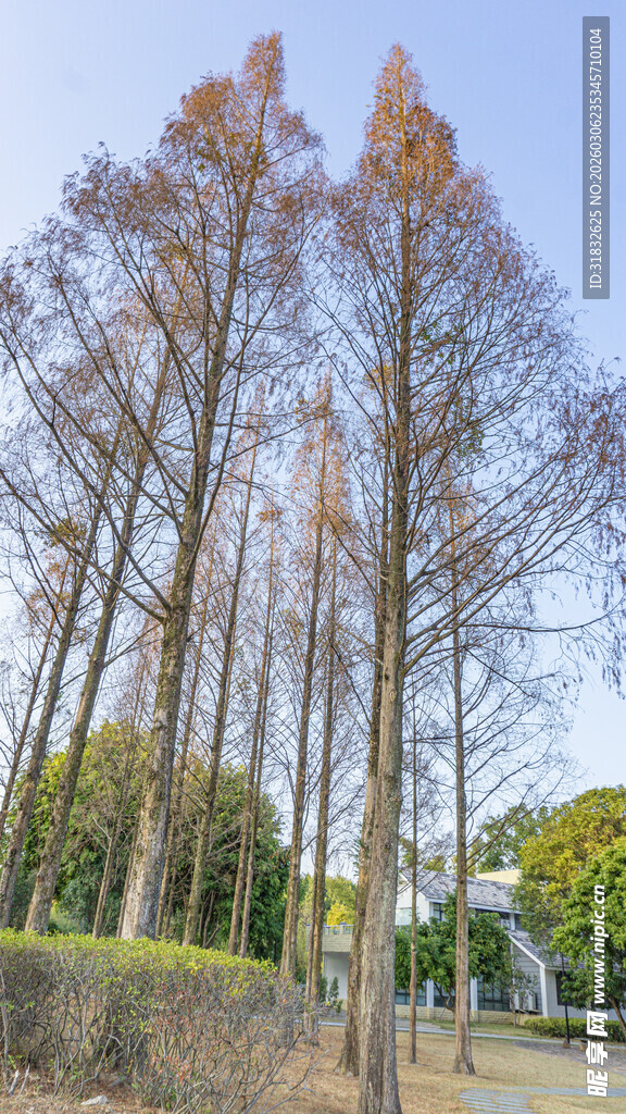 秋日萧瑟树林景观