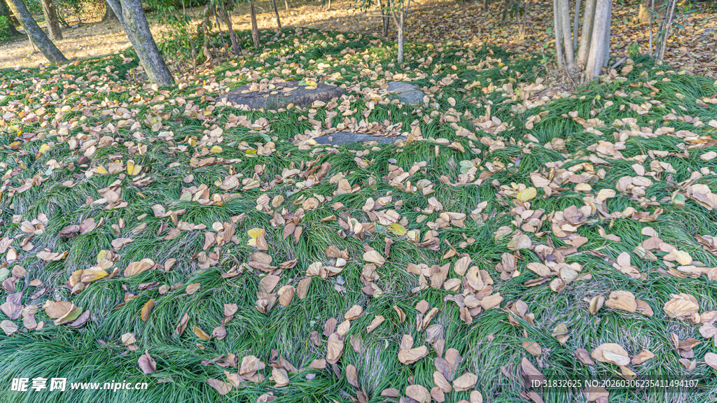 落叶铺地的林间景象