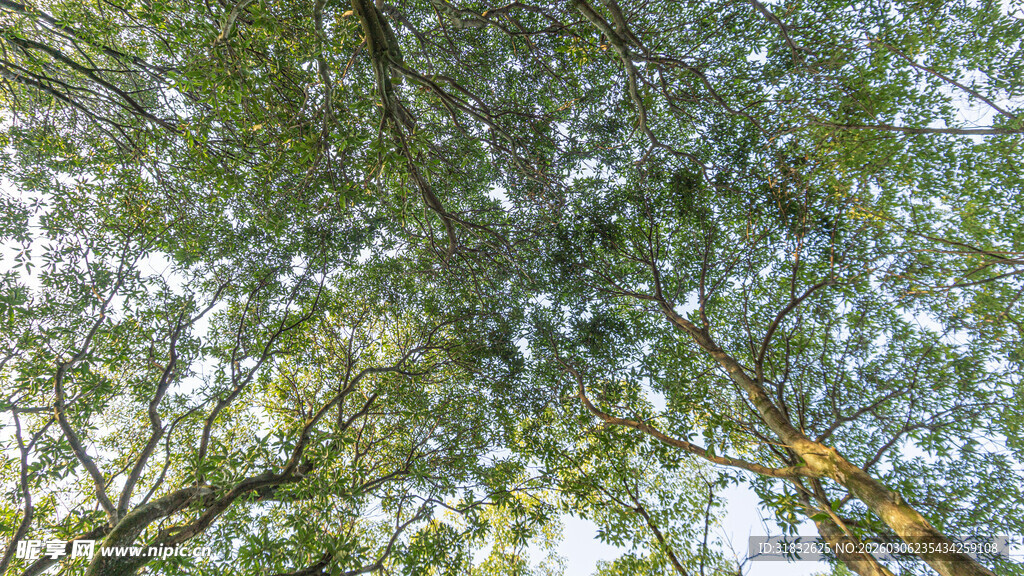 仰视繁茂树冠