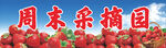 草莓采摘园