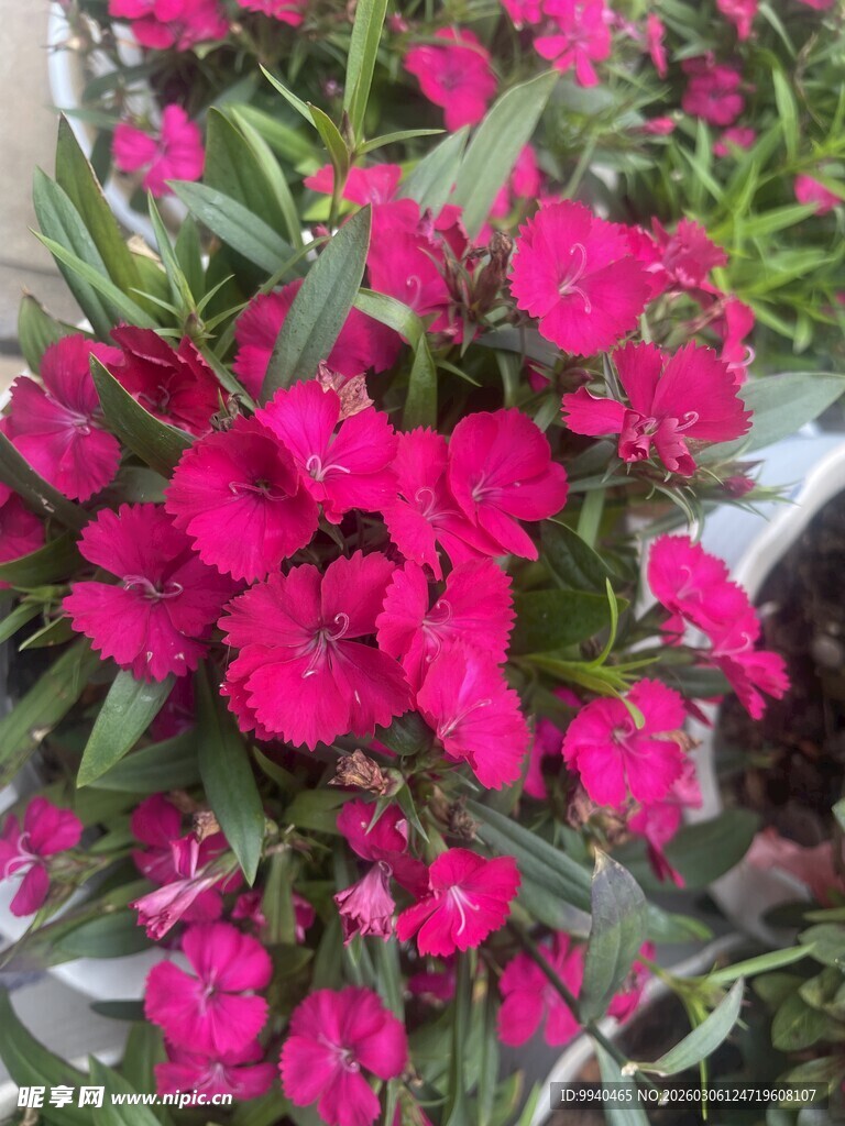 艳丽玫红花朵绽放