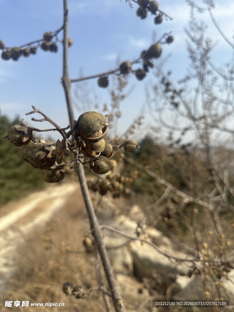 荒野中带果的干枯植物