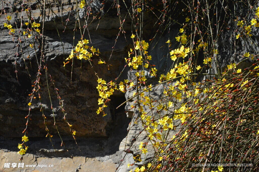 迎春花  