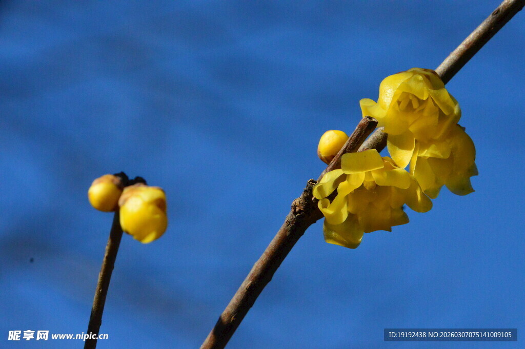 蜡梅花 