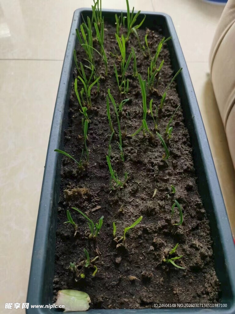 盆栽绿植幼苗生长景象