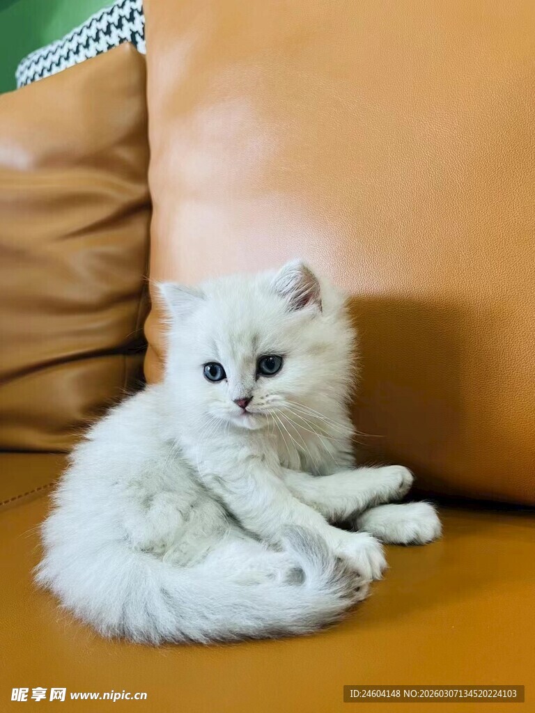 沙发上的可爱小白猫