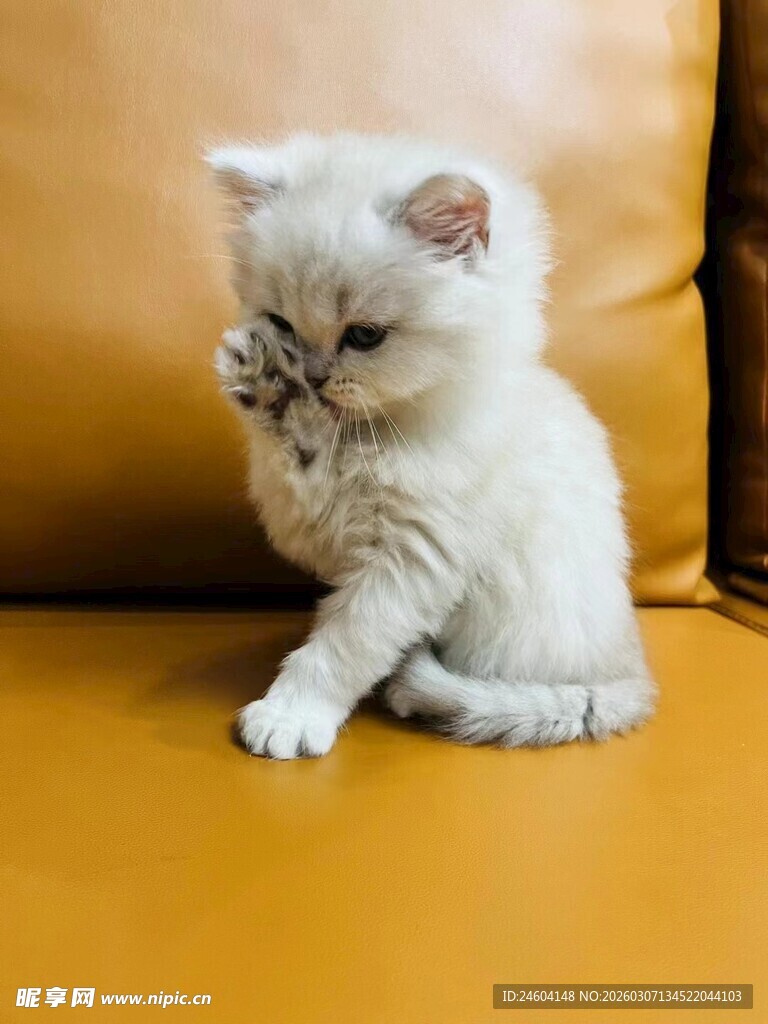 可爱小白猫端坐沙发上