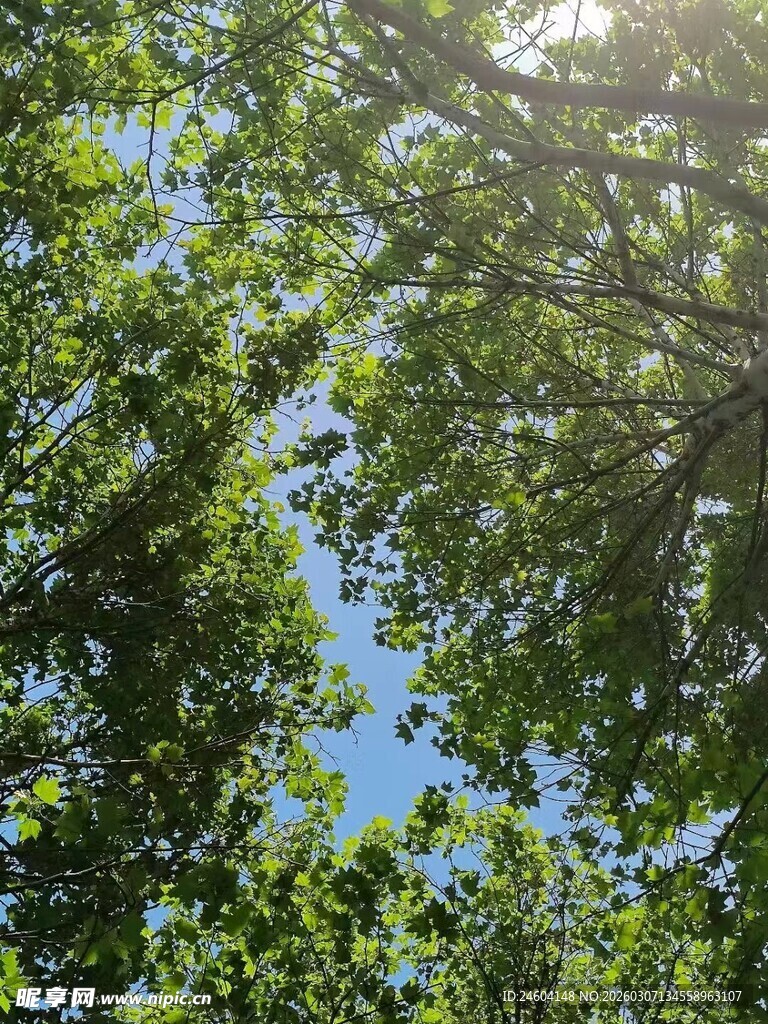 仰望绿荫间的蓝天