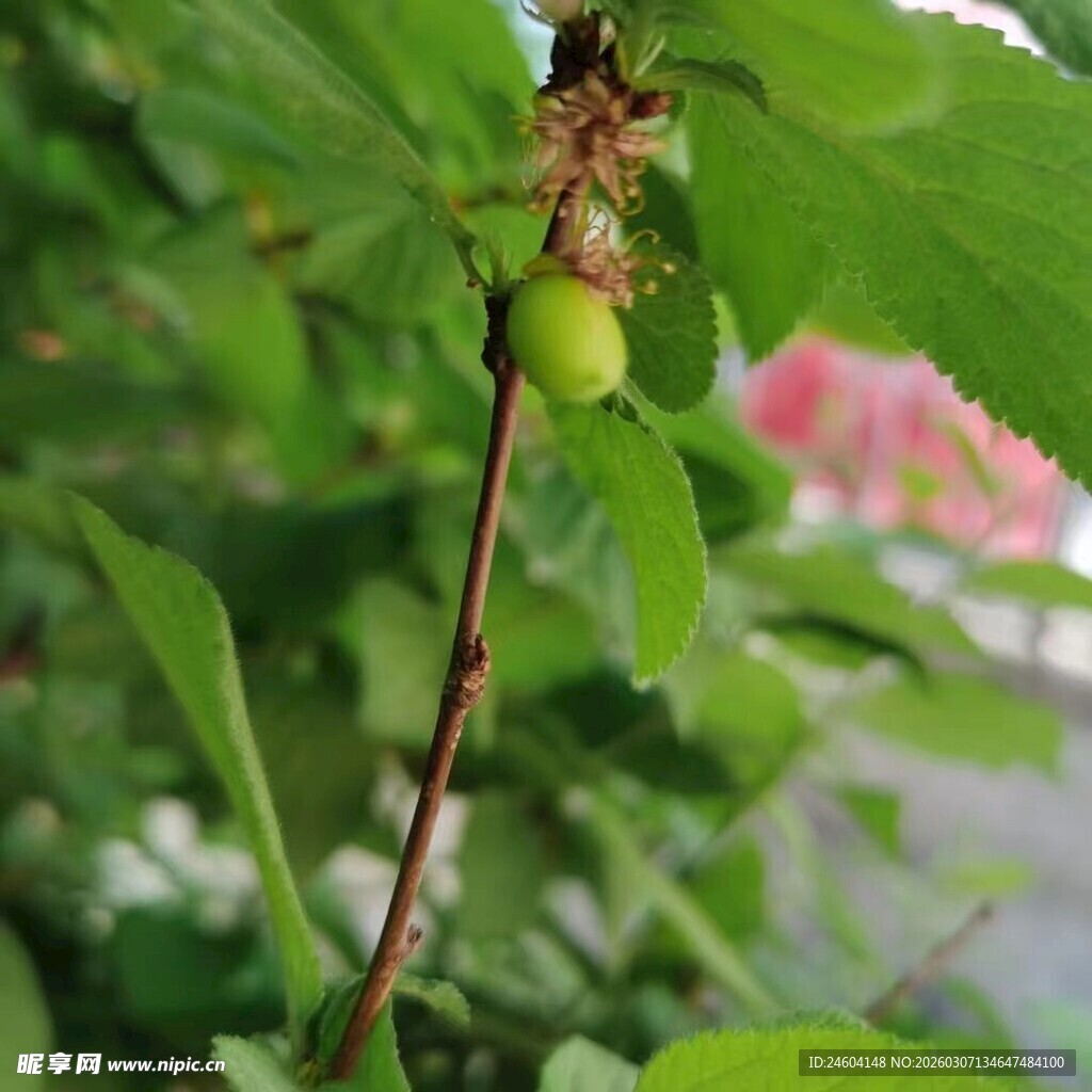 枝头的青果与绿叶