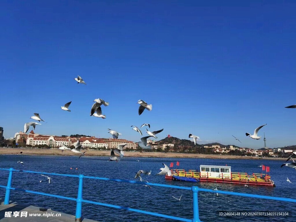 海边码头海鸥飞翔景象