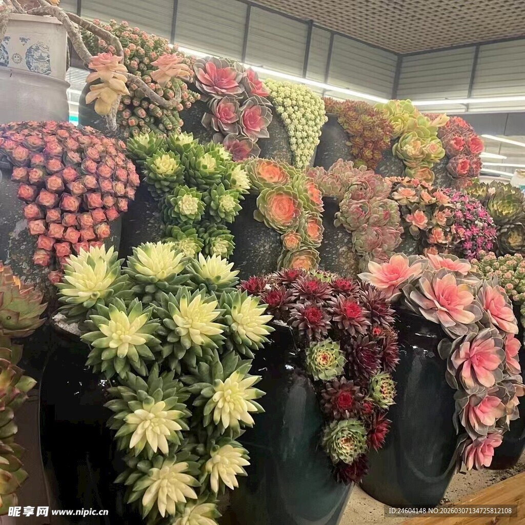 多彩花卉装点室内空间