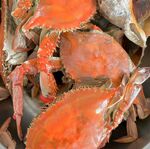 新鲜肥美的大螃蟹