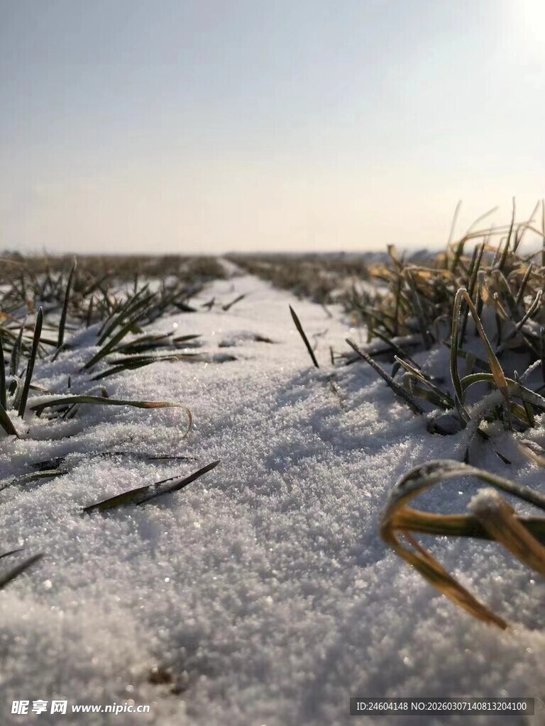 雪覆田野间的残败玉米杆