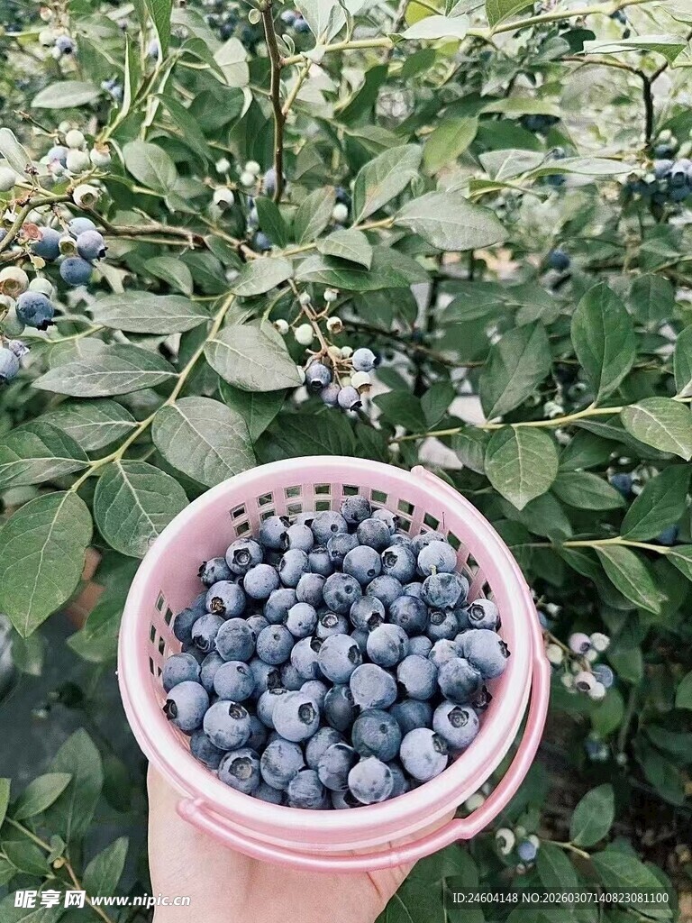 满满一桶新鲜采摘的蓝莓