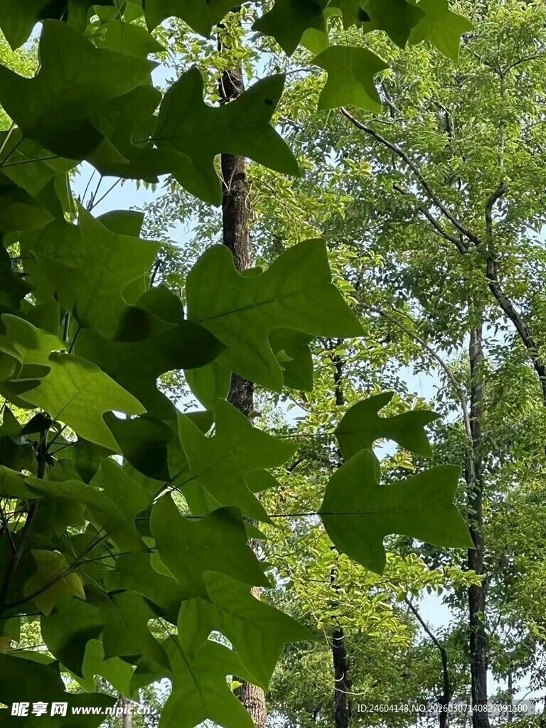 夏日繁茂树林绿意盎然