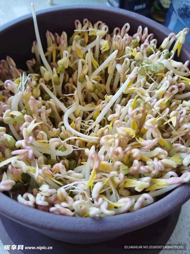 一盆鲜嫩的豆芽菜