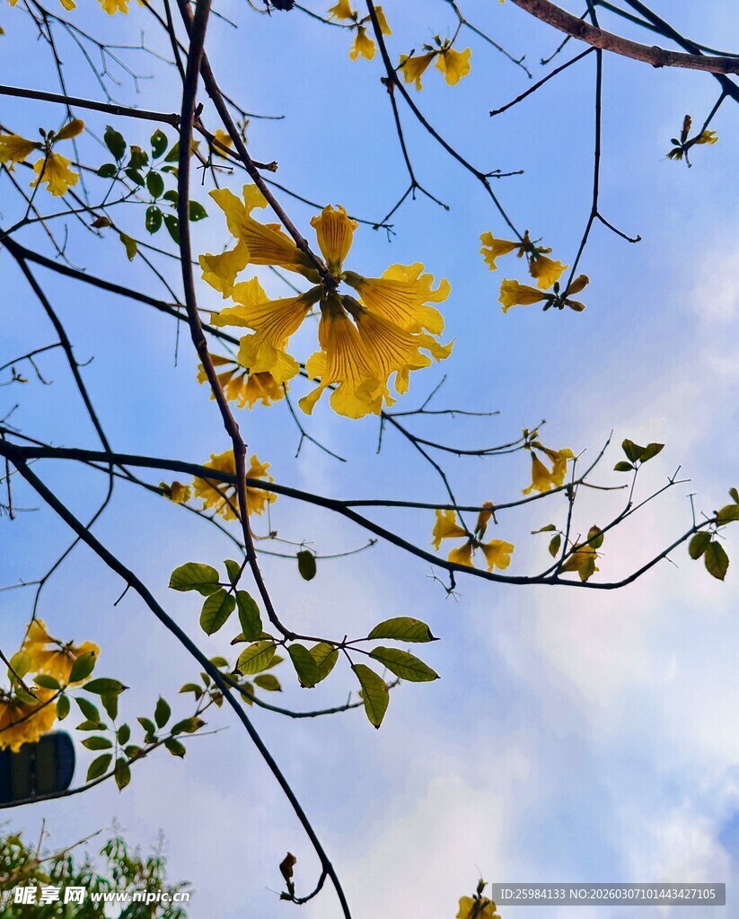 枝头黄花映蓝天
