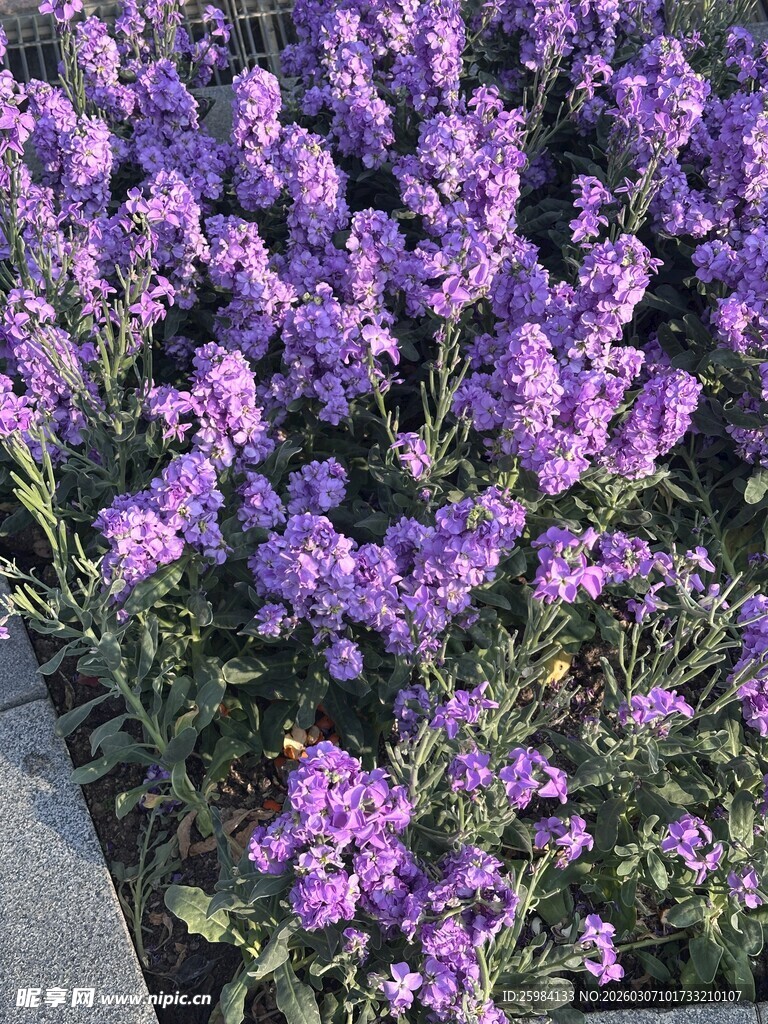 阳光下紫色薰衣草绽放