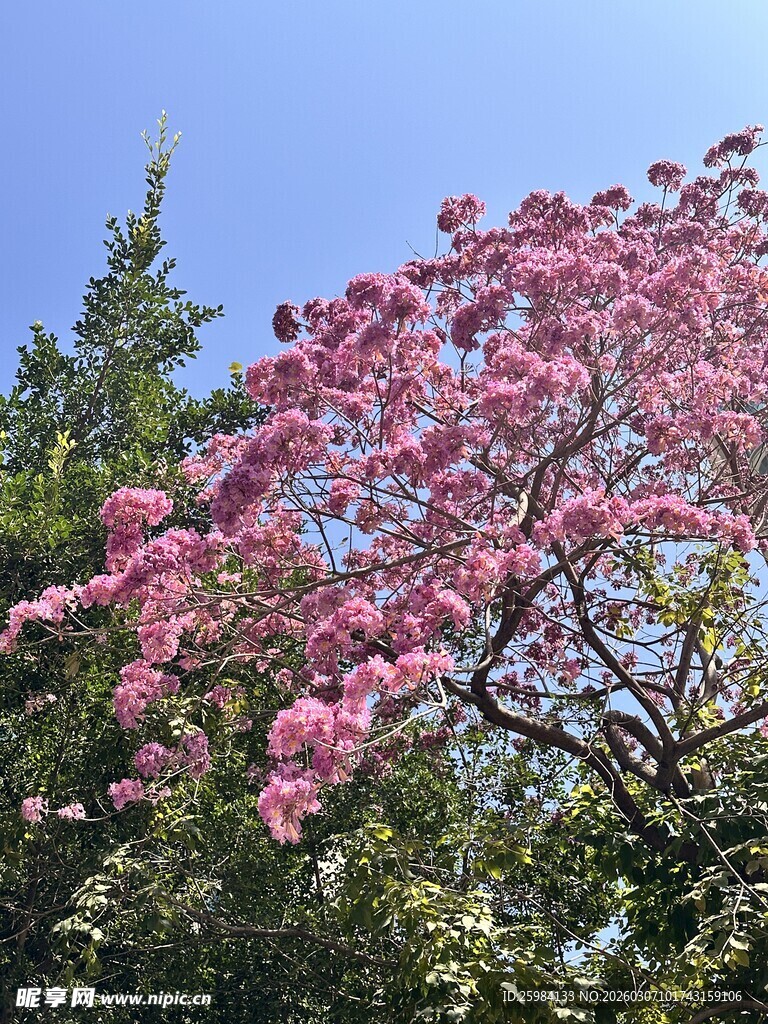 盛开的粉色风铃花树