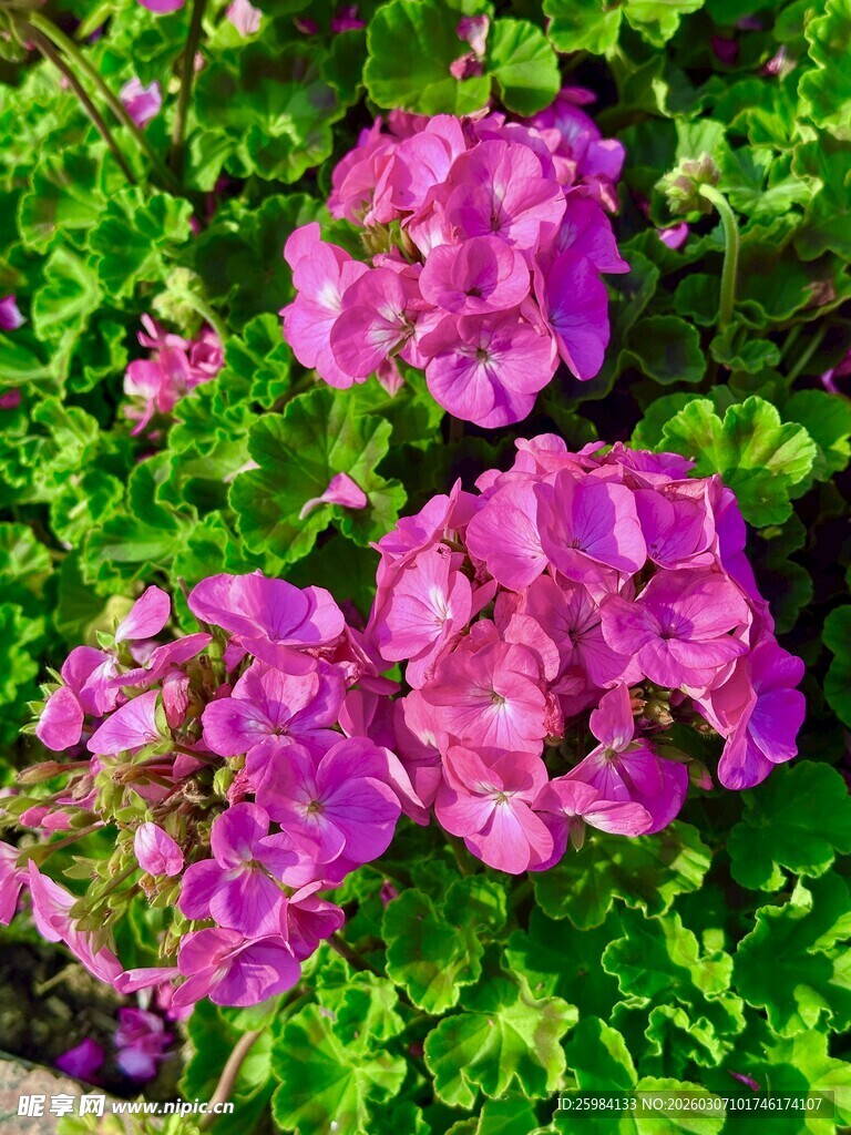 娇艳玫红色绣球花绽放