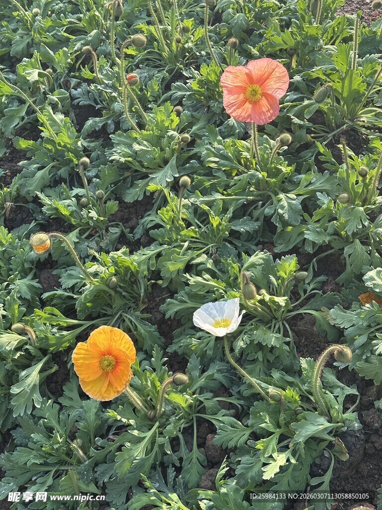 多彩花卉绽放绿意间