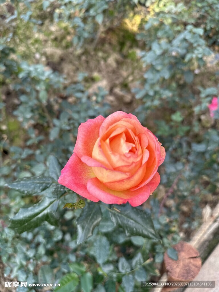 娇艳橙红色玫瑰绽放