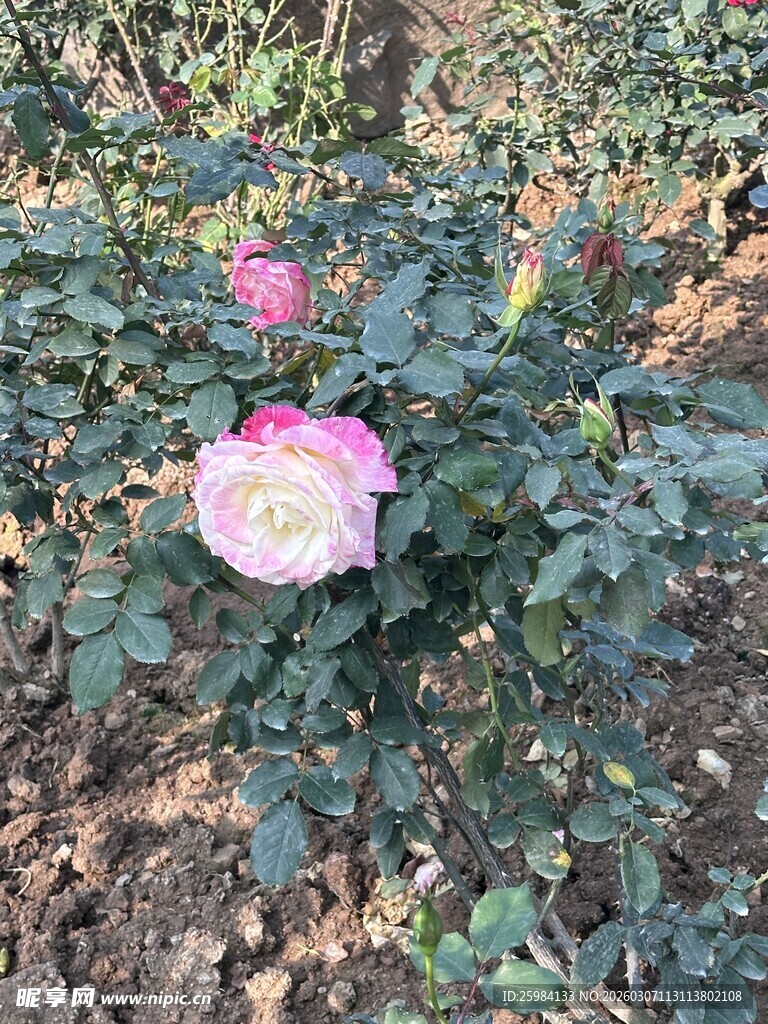 花园中的娇艳粉色月季花