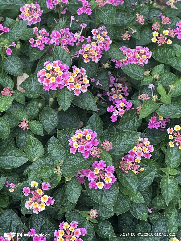 五彩斑斓的马缨丹花丛