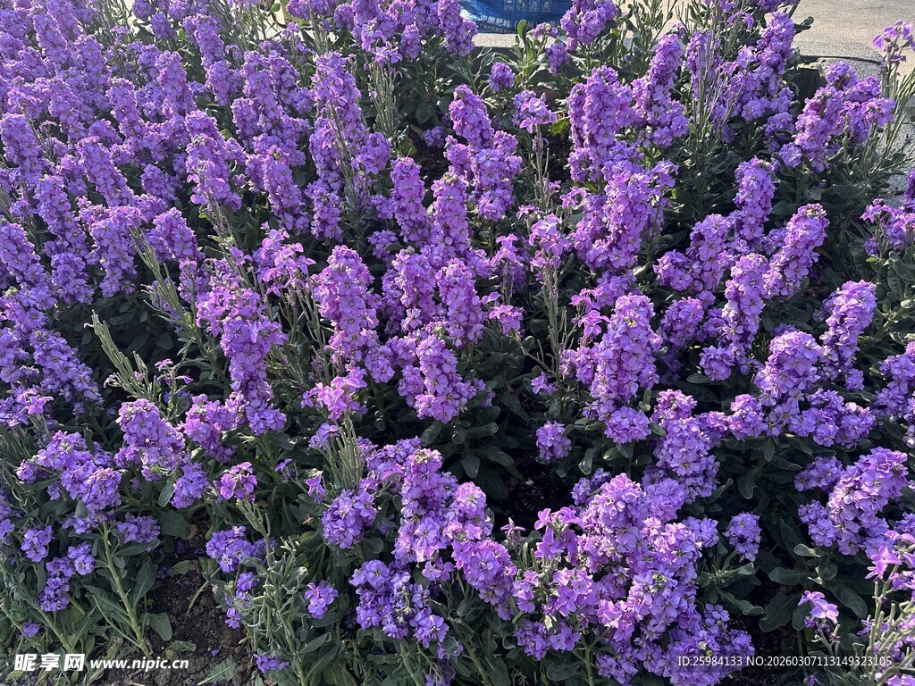紫色薰衣草绽放美景