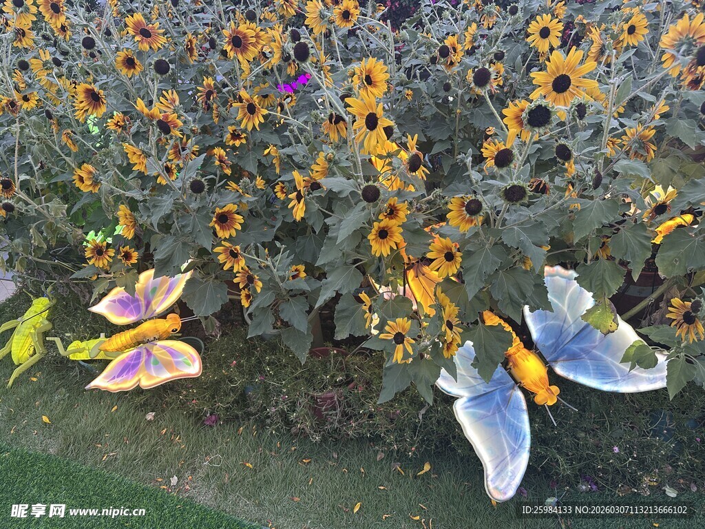 向日葵丛中的彩色蝴蝶