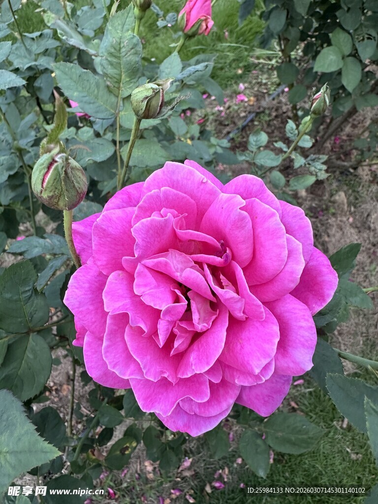 娇艳粉色月季花绽放