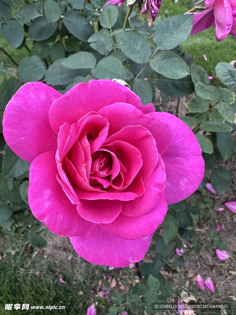 娇艳玫红玫瑰绽放