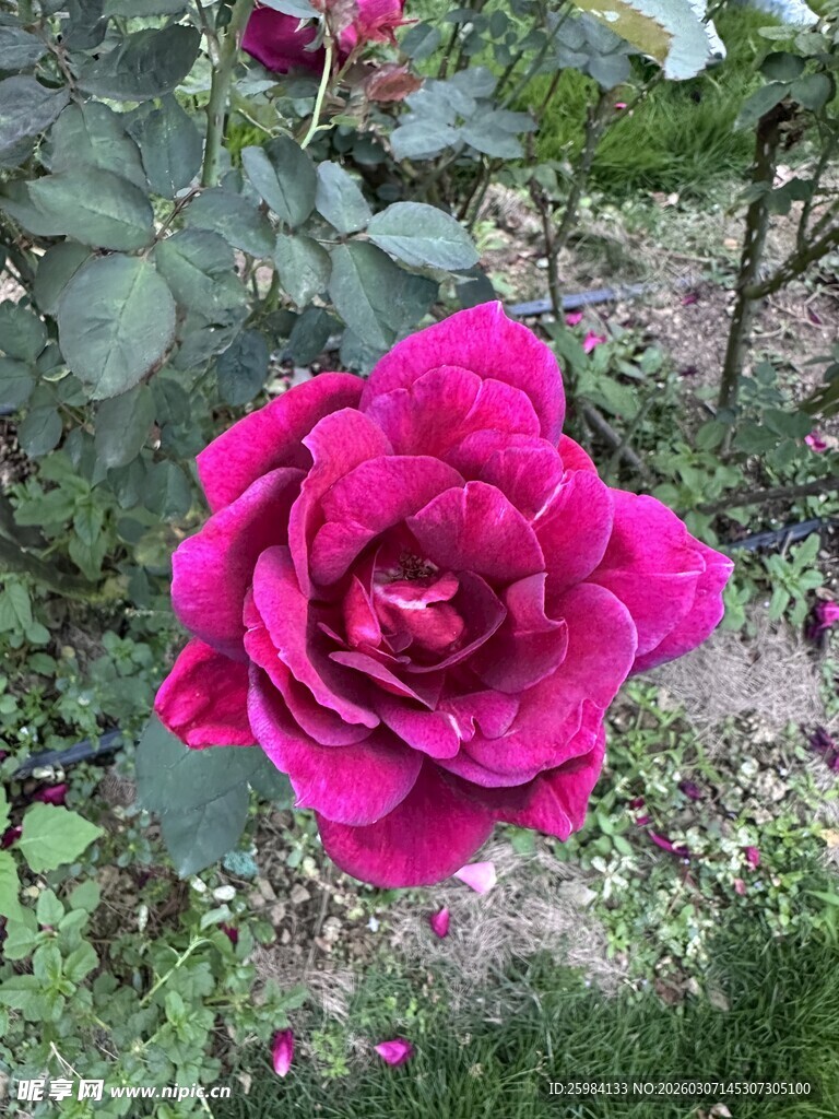 娇艳欲滴的玫红色月季花