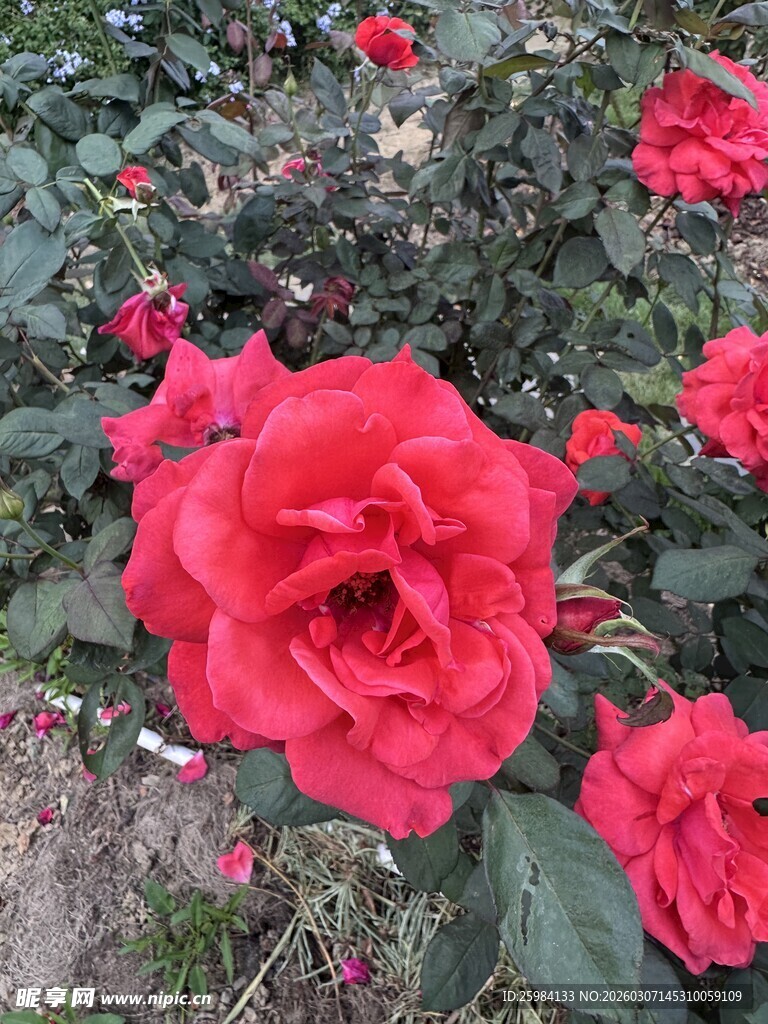 娇艳红玫瑰绽放于花丛