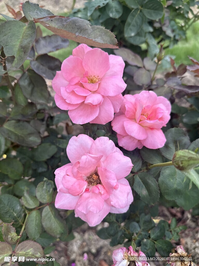 娇艳粉色月季花绽放