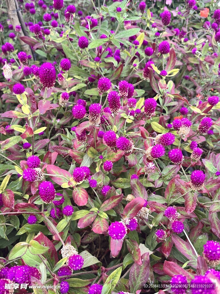 紫色花卉植物繁茂景象