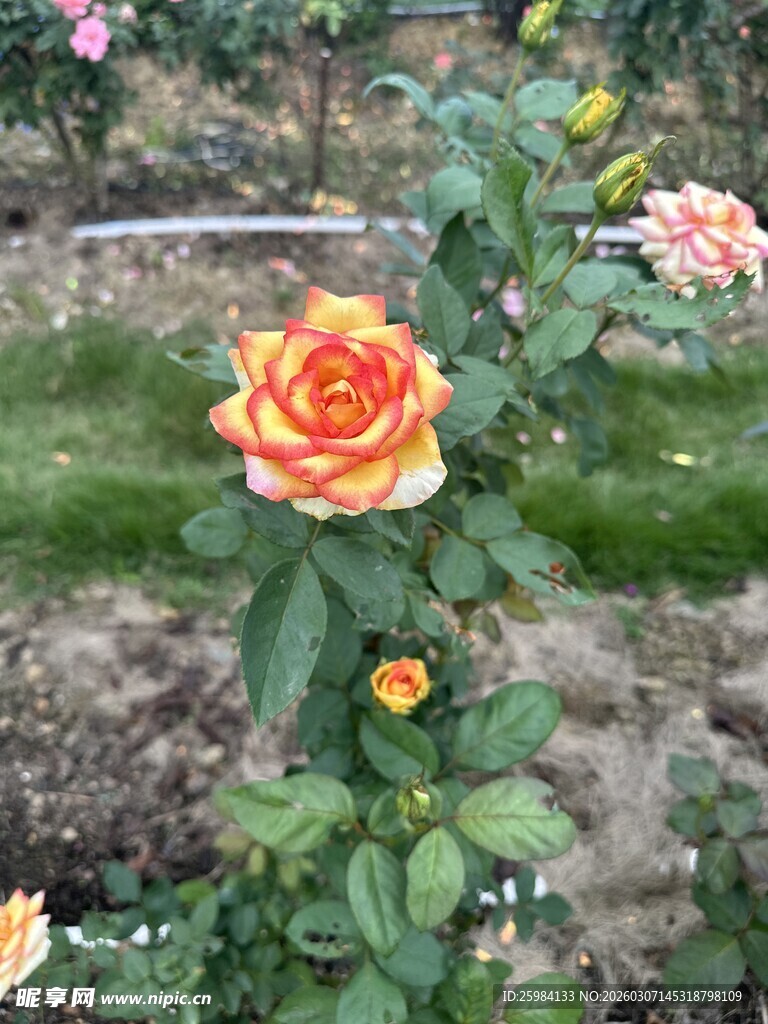 娇艳黄橙色月季花绽放